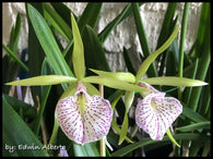 Bc. Mary Dodson (C. schilleriana x B. nodosa)