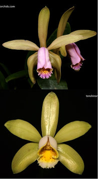 Cattleya forbesii 'Pink Sidelobe' x 'Bela Vista'