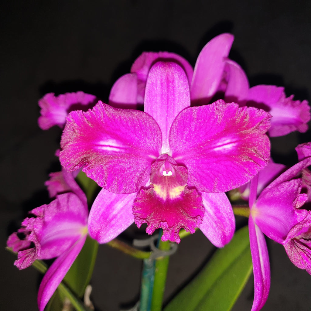 Ctt. Praise 'Topaz' – Kingfisher Orchid Nursery