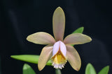 Cattleya forbesii 'Pink Sidelobe' x 'Bela Vista'