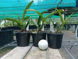 Cattleya Magic Delite 'Phyllis' x Ctt. Tropical Trick 'Machado'