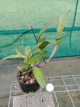 C. Rosella's Tune x Hawaiian Wedding Song - Plant S60