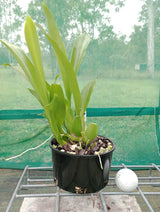 Bratonia Aztec 'Toni' - flowering size 125mm pot