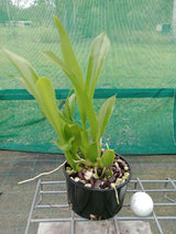 Bratonia Aztec 'Toni' - flowering size 125mm pot