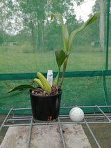 Coelogyne flaccida - flowering size, 100mm pot