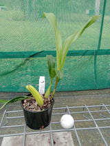 Coelogyne flaccida - flowering size, 100mm pot