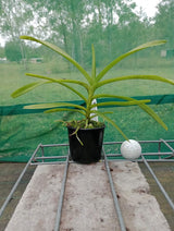 Vanda pumila - flowering size, 80mm pot