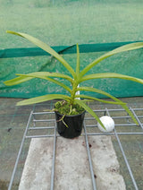 Vanda pumila - flowering size, 80mm pot