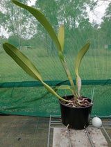 Cattleya trianae fma. coerulea - flowering size species, plant S49