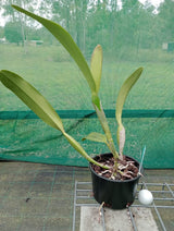 Cattleya trianae fma. coerulea - flowering size species, plant S49