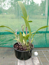 Cattleya trianae fma. coerulea flowering size, plant S53