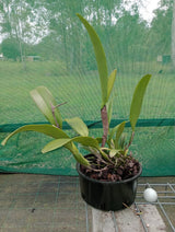 Cattleya trianae fma. coerulea flowering size, plant S53