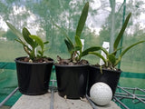 Cattleya purpurata fma. schusteriana 'Chief' mericlones