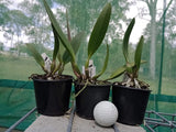 Cattleya lueddemanniana var. rubra seedling