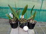 Cattleya lueddemanniana var. rubra seedling