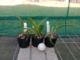 Cattleya Claesiana 'Kingfisher' x Trick or Treat 'Darkest Orange'