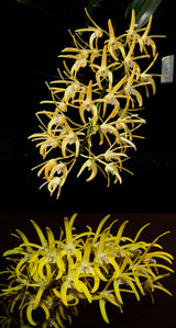 Dendrobium speciosum v. grandiflorum 'Kroombit Compact' x 'Oh Sugar!'