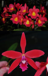 Gct. Why Not 'Laura' x C. Zip 'Kingfisher' 4n