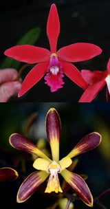 Cattleya Zip (4n) x Encyclia alata 'Kingfisher'