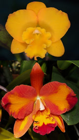 Rth. Dal's Nuggett 'Maxine' x Ctt. Aussie Sunset 'Cosmic Fire' AM/AOS