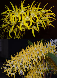 Dendrobium speciosum v. grandiflorum 'Oh Sugar!' x ('Beranghi Gold' x 'Creek Aureum')