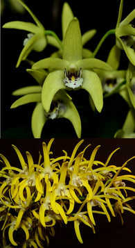 Dendrobium Wayne's Gold (Brimbank Gold x speciosum 'Oh Sugar!')