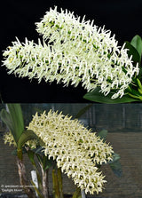 Dendrobium speciosum 'Two Up' x 'Daylight Moon'