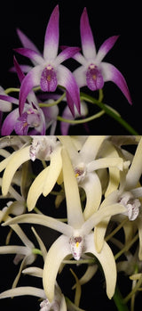 Dendrobium Classy 'Good' x speciosum 'Windermere'