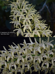 Dendrobium speciosum var. curvicaule 'Jaq's Moon Best' x 'Pride of Eungella'