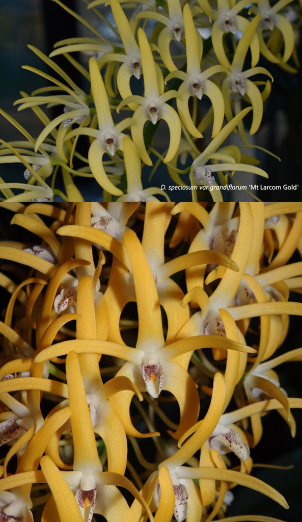 Dendrobium speciosum var. grandiflorum 'Mt Larcom Gold' x 'Creek Aureu ...