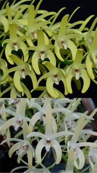 Dendrobium speciosum v. speciosum 'Glennins' AM/AOC-QOS x 'Windermere'