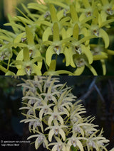 Dendrobium speciosum v. curvicaule 'Blewmoon' x 'Jaq's Moon Best'