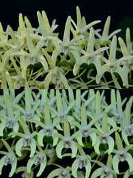 Dendrobium speciosum 'Herbmere Lemonade' x 'Top Stuff'