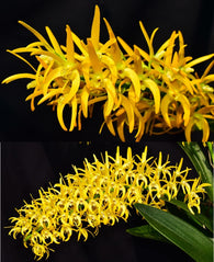 Dendrobium Henk Vandenberg 'Best Orange' x speciosum 'Creek Aureum'