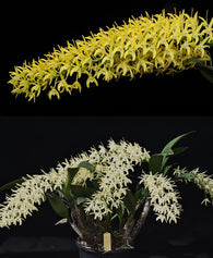 Dendrobium speciosum v. curvicaule 'Golden Peninsula Princess' AM/AOC x 'Blew Star'