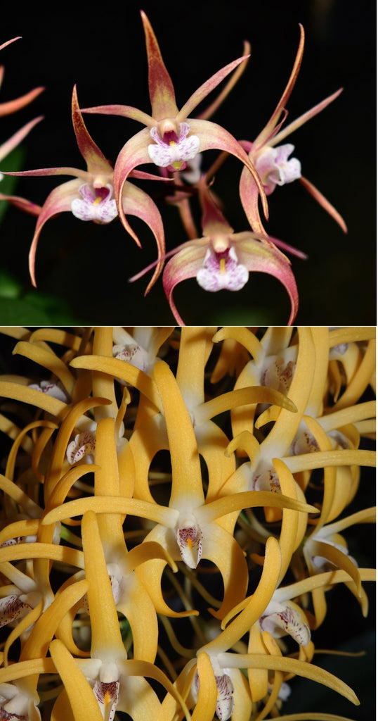 Dendrobium Graham Hewitt (Ellen 'Red' x speciosum 'Creek Aureum ...