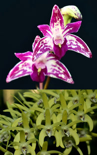 Dendrobium Wow 'Kingfisher' x speciosum 'Blew Moon'