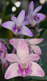 Dendrobium kingianum 'KJ Moore' x 'P1'