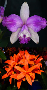 Cattleya Claesiana 'Kingfisher' x Trick or Treat 'Darkest Orange'