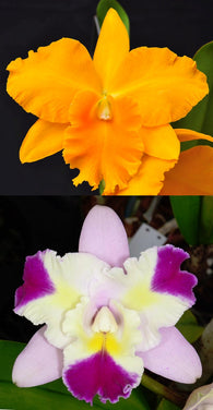 Rlc. Haw Yuan Gold 'O-2' AM/AOS x C. Mari's Song 'CTM-217' HCC/AOS