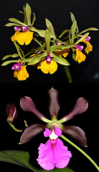 Ety. Robsan (Epc. Rene Marques 'Flamethrower' x Encyclia cordigera)