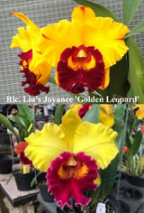 Rlc. Liu's Joyance 'Golden Leopard' x Tzen-Wen Sunset