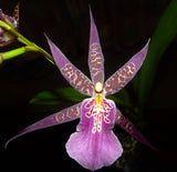 Bratonia Aztec 'Toni' - flowering size 125mm pot