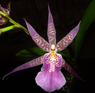 Bratonia Aztec 'Toni' - flowering size 125mm pot