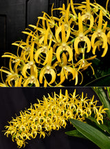 Dendrobium speciosum v. grandiflorum 'Rock Pile' x 'Creek Aureum'