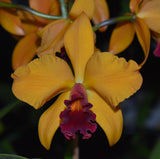 Rth. Topaz Jazzy 'Favourite' - flowering size, 125mm