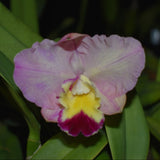 Rlc. Glenn Maidment 'S.C.' x C. Angel Flare 'Cynthia'