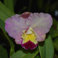 Rlc. Glenn Maidment 'S.C.' x C. Angel Flare 'Cynthia'