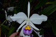 Cattleya trianae fma. coerulea - flowering size species, plant S49