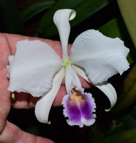 Cattleya trianae fma. coerulea flowering size, plant S53